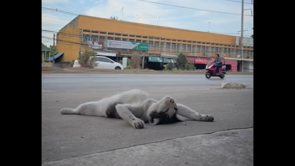 [🆕🇻🇳] Phòng Khám Thú Y Tín Thơ – Bình Dương 🐶🦜 Top1Pets 🐱🐠 Thứ Haizzz là ngày mệt nhoài, mình muốn lan tỏa năng lượng uể oải này đến cả nhà  , shares-0✔️ , likes-3❤️️ , date-2025-08-19 02:01:42🐶🐱🇻🇳🇻🇳🇻🇳📰🆕