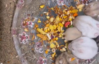 [🆕🇻🇳] Hamster Đông Anh – Chuyên cung cấp sỉ, lẻ hamster, phụ kiện, đồ chơi, lồng chuồng 🐶🦜 Top1Pets 🐱🐠  , shares-0✔️ , likes-0❤️️ , date-🐶🐱🇻🇳🇻🇳🇻🇳📰🆕