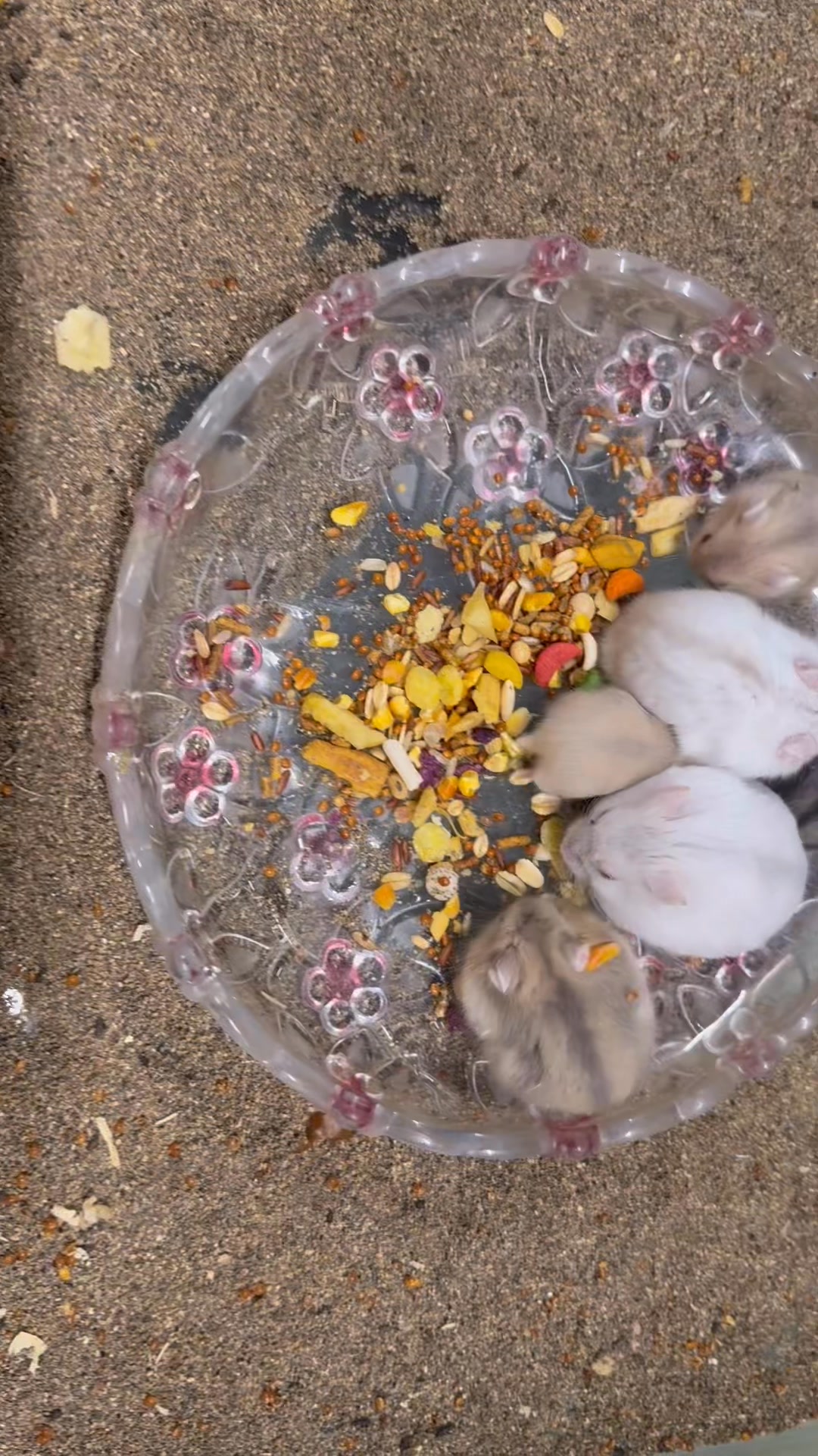 [🆕🇻🇳] Hamster Đông Anh – Chuyên cung cấp sỉ, lẻ hamster, phụ kiện, đồ chơi, lồng chuồng 🐶🦜 Top1Pets 🐱🐠  , shares-0✔️ , likes-0❤️️ , date-🐶🐱🇻🇳🇻🇳🇻🇳📰🆕