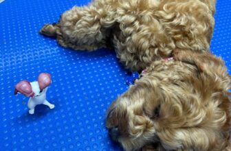 [🆕🇻🇳] Phòng Khám Thú Y StayPet – 386 Thuỵ Khuê 🐶🦜 Top1Pets 🐱🐠 Ca sáng ngày thứ 6!(————————————————–Liên hệ qua  Địa chỉ: 386A Thuỵ Khuê, Tây Hồ, Hà Nội Hotline/ Zalo: 0366 422 386 Giờ  , shares-0✔️ , likes-2❤️️ , date-2025-08-22 17:02:55🐶🐱🇻🇳🇻🇳🇻🇳📰🆕