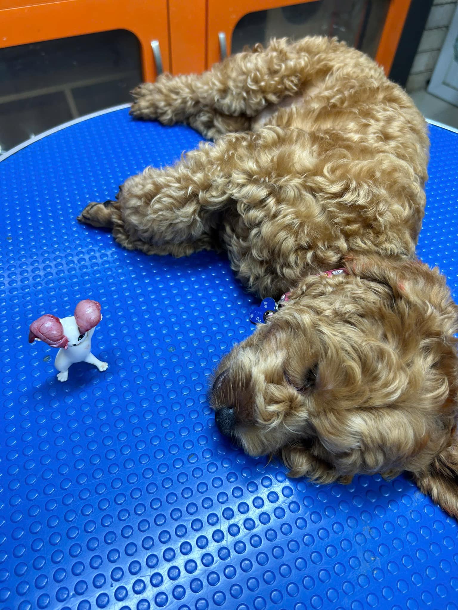 [🆕🇻🇳] Honie You –  Cửa hàng quần áo sơ sinh & trẻ em 🧑‍🧒❤️️👶⭐️  SALE tương tác #99k/c
Short đen “quốc dân” phối với ti tỉ đồ, mùa nào cũng cần. Chất cotton tổ ong mịn mát nhé moms
, shares-0✔️ , likes-4❤️️ , date-2025-08-22 16:50:30🇻🇳🇻🇳🇻🇳📰🆕