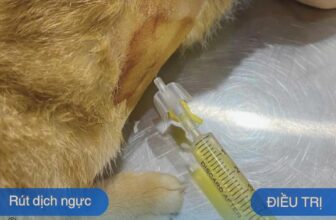 [🆕🇻🇳] BOX VET- PK Thú Y, Spa&Grooming, Petshop 🐶🦜 Top1Pets 🐱🐠 Đ𝐢𝐞̂̀𝐮 𝐭𝐫𝐢̣ 𝐅𝐈𝐏
FIP- nỗi ám ảnh của các sen nuôi mèo,một căn bệnh nguy hiểm với tỉ lệ điều trị thấp,chi phí điều trị cao.
Nhưng không có nghĩa là chúng  , shares-3✔️ , likes-19❤️️ , date-2025-08-21 20:08:32🐶🐱🇻🇳🇻🇳🇻🇳📰🆕