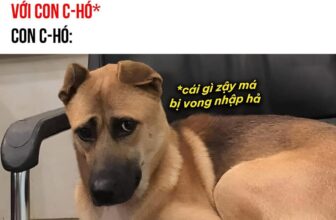 [🆕🇻🇳] Thức ăn Thú Cưng – Gold Vets 🐶🦜 Top1Pets 🐱🐠 Alo. Bạn nói đi. Tôi đang nghe!
, shares-1✔️ , likes-51❤️️ , date-2025-08-19 17:08:55🐶🐱🇻🇳🇻🇳🇻🇳📰🆕
