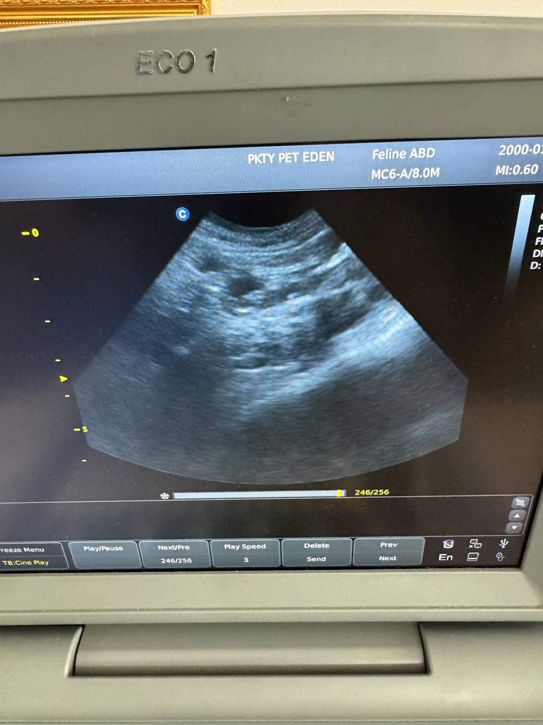 [🆕🇻🇳] Phòng Khám Thú Y PET EDEN 🐶🦜 Top1Pets 🐱🐠 Loại bỏ buồng trứng cho bạn mèo đã triệt sản 2 năm nhưng vẫn gào.
Nay chủ quyết định tin tưởng phòng khám để thực hiện ca mổ.
Sau khi siêu âm kiểm tra đội  , shares-2✔️ , likes-10❤️️ , date-2025-08-21 01:00:50🐶🐱🇻🇳🇻🇳🇻🇳📰🆕