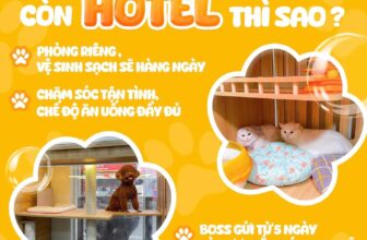 [🆕🇻🇳] Mango Petshop – Spa & Hotel 🐶🦜 Top1Pets 🐱🐠 Nghỉ lễ thảnh thơii, Pet iu đã có Mango chăm
Chỉ từ 𝟭𝟬𝟬𝗸/𝐧𝐠𝐚̀𝐲 , mỗi bé 1 phòng riêng biệt
𝐅𝐫𝐞𝐞 Combo tắm vệ sinh khi lưu trú từ 5 ngày
—
Đầy đủ bữa  , shares-0✔️ , likes-6❤️️ , date-2025-08-21 19:42:49🐶🐱🇻🇳🇻🇳🇻🇳📰🆕