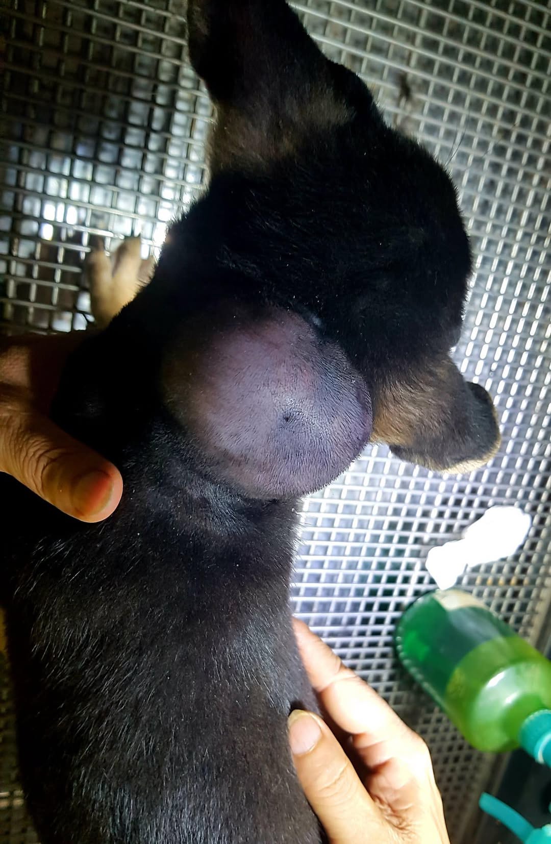 [🆕🇻🇳] Ánh Duyên Tắm cắt tỉa lông chó mèo TP Đông Hà Quảng Trị 🐶🦜 Top1Pets 🐱🐠  𝙉𝒆̂́𝙪 𝙡𝒐̛̃ 𝒕𝙞𝒆̂𝙢 𝙩𝒉𝙪𝒐̂́𝙘 𝙘𝒉𝙤 𝙘𝒉𝙤́ 𝙗𝒊̣ 𝒂́𝙥 𝙭𝒆 (𝙩𝒉𝙪̛𝒐̛̀𝙣𝒈 𝒍𝙖̀ 𝙨𝒖̛𝙣𝒈 𝒄𝙪̣𝒄 𝒐̛̉ 𝒄𝙝𝒐̂̃ 𝒕𝙞𝒆̂𝙢, 𝒄𝙤́ 𝙩𝒉𝙚̂̉ 𝙣𝒐́𝙣𝒈, đ𝒐̉, đ𝒂𝙪), 𝙗𝒂̣𝙣 𝙣𝒆̂𝙣 𝙭𝒖̛̉ 𝒍𝙮́ 𝙣𝒉𝙪̛ 𝙨𝒂𝙪:1. Nhận  , shares-0✔️ , likes-1❤️️ , date-2025-08-23 02:00:02🐶🐱🇻🇳🇻🇳🇻🇳📰🆕