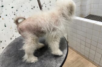 [🆕🇻🇳] KHA PET- tiệm bán thú cưng & Spa 309/2 Hải Phòng- Đà Nẵng. 🐶🦜 Top1Pets 🐱🐠 Ko có em bé xấu, chỉ có em bé chưa đến KhaPetSpa làm đẹp
, shares-0✔️ , likes-1❤️️ , date-2025-08-23 02:12:40🐶🐱🇻🇳🇻🇳🇻🇳📰🆕