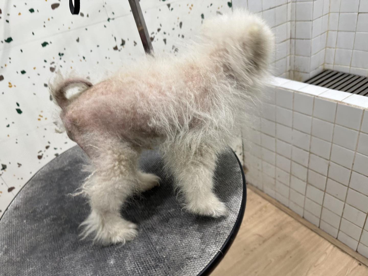 [🆕🇻🇳] KHA PET- tiệm bán thú cưng & Spa 309/2 Hải Phòng- Đà Nẵng. 🐶🦜 Top1Pets 🐱🐠 Ko có em bé xấu, chỉ có em bé chưa đến KhaPetSpa làm đẹp
, shares-0✔️ , likes-1❤️️ , date-2025-08-23 02:12:40🐶🐱🇻🇳🇻🇳🇻🇳📰🆕