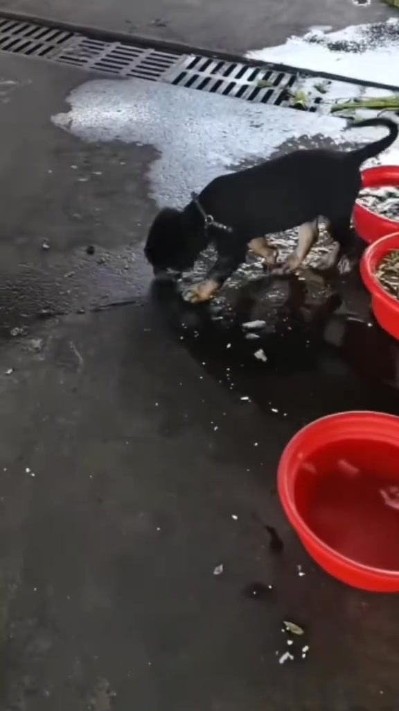 [🆕🇻🇳] Pet Family- cửa hàng thú cưng Tuyên Quang 🐶🦜 Top1Pets 🐱🐠  , shares-0✔️ , likes-0❤️️ , date-🐶🐱🇻🇳🇻🇳🇻🇳📰🆕