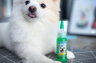 [🆕🇻🇳] Hello Petshop – Thức ăn & Phụ kiện thú cưng 🐶🦜 Top1Pets 🐱🐠  MÕM THỐI? RĂNG VÀNG? BIẾNG ĂN?Hầu hết các chú chó trên 3 tuổi sẽ đều đối mặt với vấn đề về răng miệng.Việc đánh răng cho chúng thì rất khó, thậm chí , shares-0✔️ , likes-3❤️️ , date-2025-08-22 18:23:34🐶🐱🇻🇳🇻🇳🇻🇳📰🆕