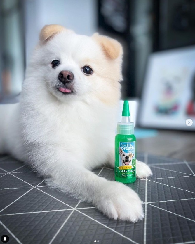 [🆕🇻🇳] Hello Petshop – Thức ăn & Phụ kiện thú cưng 🐶🦜 Top1Pets 🐱🐠  MÕM THỐI? RĂNG VÀNG? BIẾNG ĂN?Hầu hết các chú chó trên 3 tuổi sẽ đều đối mặt với vấn đề về răng miệng.Việc đánh răng cho chúng thì rất khó, thậm chí , shares-0✔️ , likes-3❤️️ , date-2025-08-22 18:23:34🐶🐱🇻🇳🇻🇳🇻🇳📰🆕