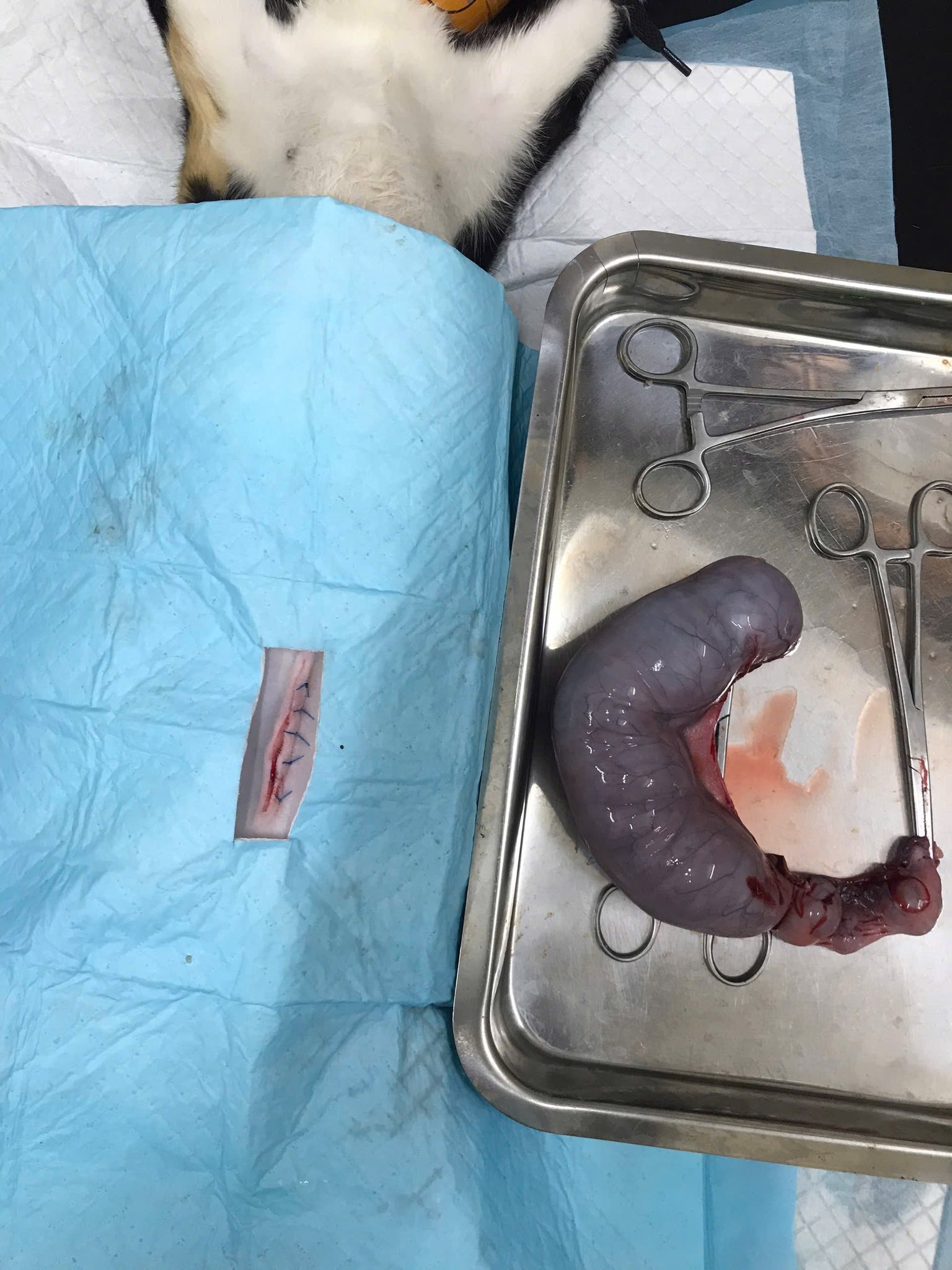 [🆕🇻🇳] Phòng khám thú y AMI PET Tân An 🐶🦜 Top1Pets 🐱🐠 Bờ mông quyến rũ không kém ai
“PHÒNG KHÁM THÚ Y AMI PET
CHẤT LƯỢNG TẠO NÊN THƯƠNG HIỆU”
——————————————–
Ở đây có:
Khám điều t , shares-0✔️ , likes-2❤️️ , date-2025-08-23 01:33:02🐶🐱🇻🇳🇻🇳🇻🇳📰🆕