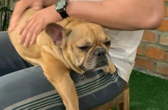 [☕️🇻🇳] DG Pet Garden – Cafe Thú Cưng 🥤 Top1Coffee ☕️ Vất vả cho tôi quá, lại một ngày mới bắt đầu mà vẫn phải đẹp gái hài hước để sống tiếp…
, shares-0✔️ , likes-4❤️️ , date-2025-08-25 15:36:37🇻🇳🇻🇳🇻🇳📰🆕