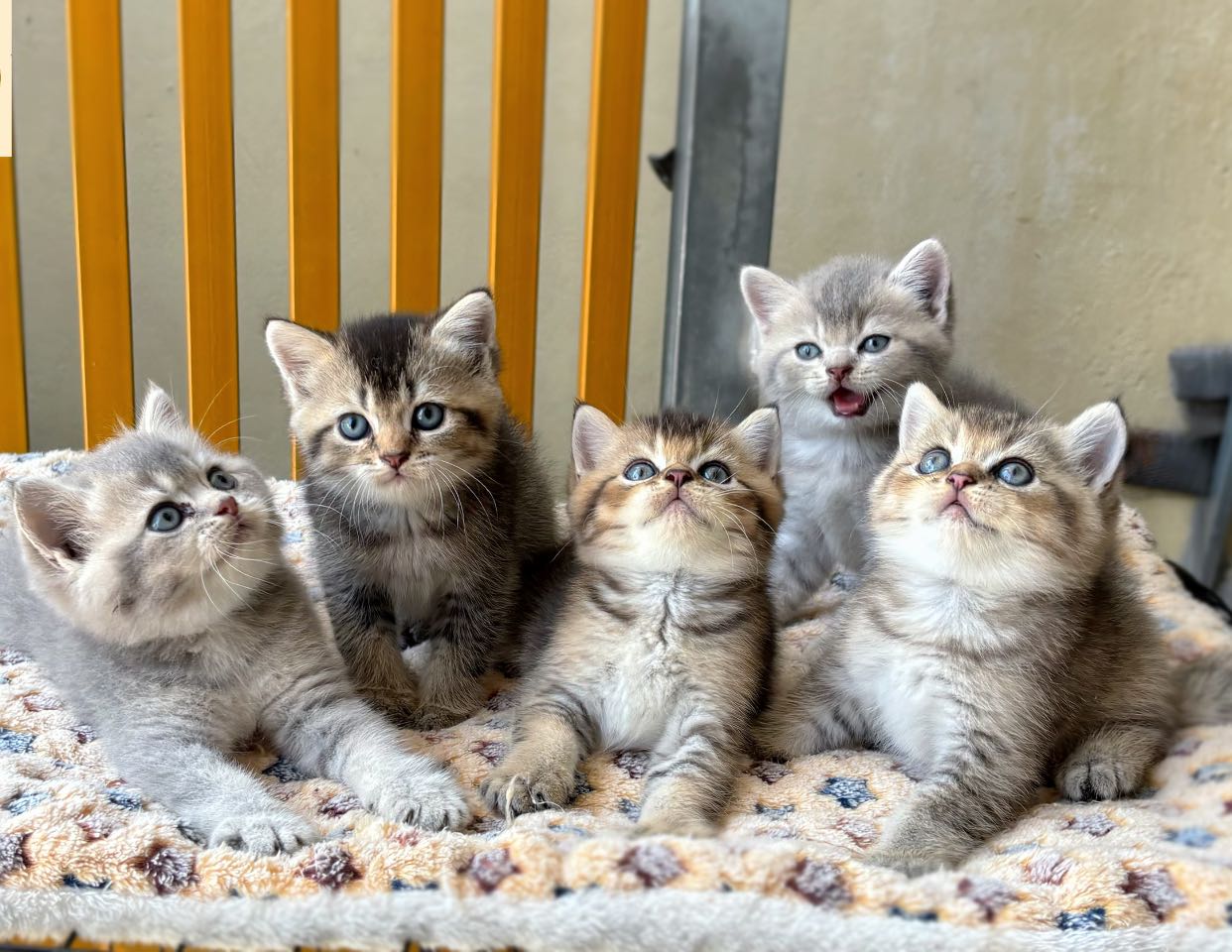 [🆕🇻🇳] Tiệm Thú Cưng Đà Nẵng 🐶🦜 Top1Pets 🐱🐠 Ai mặt nọong lái laii
, shares-3✔️ , likes-36❤️️ , date-2025-08-20 18:16:24🐶🐱🇻🇳🇻🇳🇻🇳📰🆕