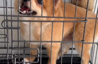 [🆕🇻🇳] Bệnh viện thú cưng Tispet Quy Nhơn 🐶🦜 Top1Pets 🐱🐠  , shares-0✔️ , likes-0❤️️ , date-🐶🐱🇻🇳🇻🇳🇻🇳📰🆕