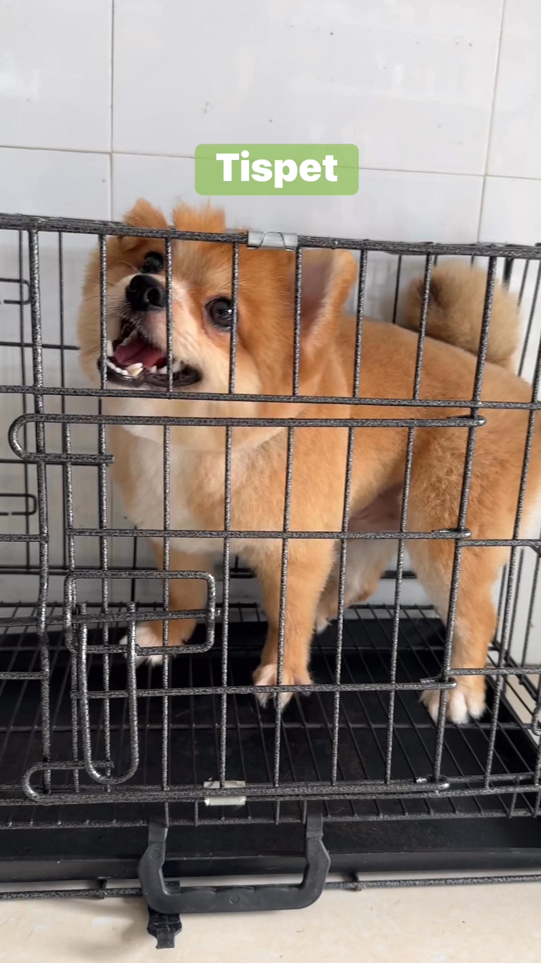 [🆕🇻🇳] Bệnh viện thú cưng Tispet Quy Nhơn 🐶🦜 Top1Pets 🐱🐠  , shares-0✔️ , likes-0❤️️ , date-🐶🐱🇻🇳🇻🇳🇻🇳📰🆕