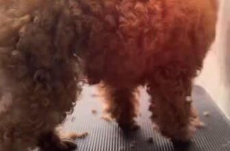 [🆕🇻🇳] Shusi Store – Phụ Kiện Thú Cưng Mỹ Tho 🐶🦜 Top1Pets 🐱🐠 “ BEFORE  AFTER
Ai rồi cũng phải đẹp, boss cũng không ngoại lệ
Inbox Shusi Store book lịch spa liền tay thôi nào!” , shares-0✔️ , likes-0❤️️ , date-2025-08-24 16:30:52🐶🐱🇻🇳🇻🇳🇻🇳📰🆕