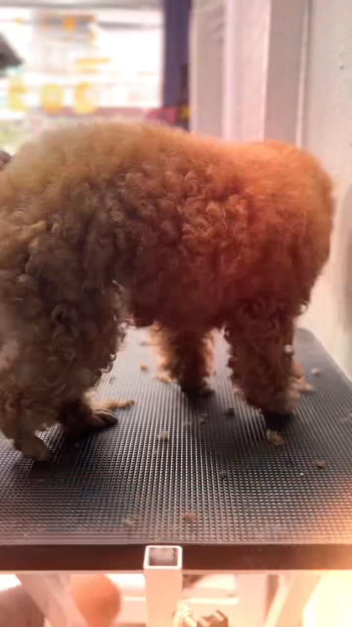 [🆕🇻🇳] Shusi Store – Phụ Kiện Thú Cưng Mỹ Tho 🐶🦜 Top1Pets 🐱🐠 “ BEFORE  AFTER
Ai rồi cũng phải đẹp, boss cũng không ngoại lệ
Inbox Shusi Store book lịch spa liền tay thôi nào!” , shares-0✔️ , likes-0❤️️ , date-2025-08-24 16:30:52🐶🐱🇻🇳🇻🇳🇻🇳📰🆕