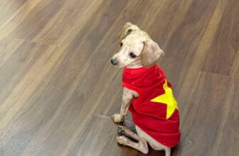 [🆕🇻🇳] Tít Pet Shop – Spa & Hotel Thú Cưng 🐶🦜 Top1Pets 🐱🐠 Tính em vốn sống 2 lòng:
1 lòng yêu nước 1 lòng yêu Sen
, shares-0✔️ , likes-4❤️️ , date-2025-08-25 01:49:47🐶🐱🇻🇳🇻🇳🇻🇳📰🆕