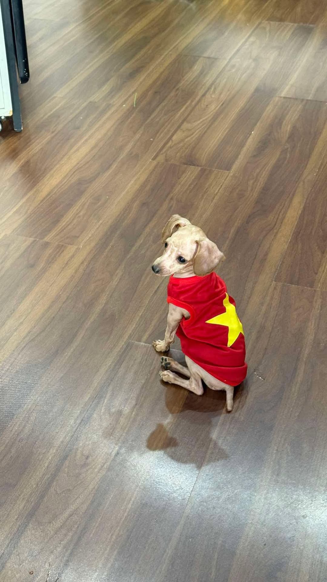 [🆕🇻🇳] Tít Pet Shop – Spa & Hotel Thú Cưng 🐶🦜 Top1Pets 🐱🐠 Tính em vốn sống 2 lòng:
1 lòng yêu nước 1 lòng yêu Sen
, shares-0✔️ , likes-4❤️️ , date-2025-08-25 01:49:47🐶🐱🇻🇳🇻🇳🇻🇳📰🆕