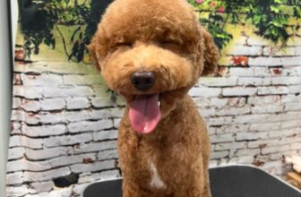 [🆕🇻🇳] BÔNG BOSS FAM 🐶🦜 Top1Pets 🐱🐠 Ta nói 7*7=49 biểu cảm luôn trong 1 buổi đi spa thôi đó
Bông Béo – Grooming-Spa.
𝑵𝒉𝒂̀ 𝑩𝒐̂𝒏𝒈 𝒇𝒓𝒆𝒆 đ𝒖̛𝒂 đ𝒐́𝒏 𝒕𝒓𝒐𝒏𝒈 𝒌𝒉 , shares-0✔️ , likes-3❤️️ , date-2025-08-23 19:52:29🐶🐱🇻🇳🇻🇳🇻🇳📰🆕