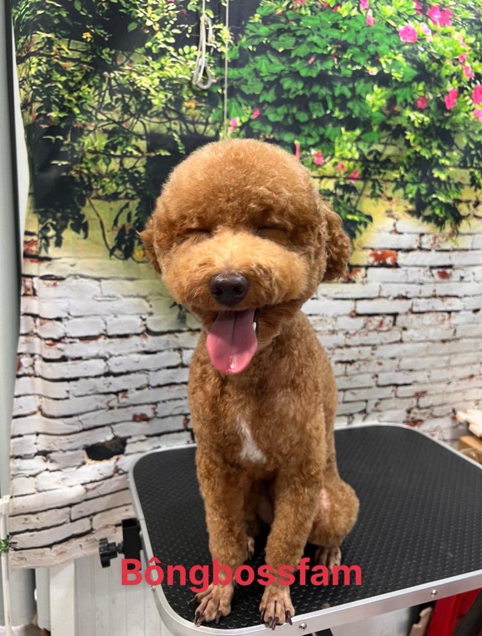 [🆕🇻🇳] BÔNG BOSS FAM 🐶🦜 Top1Pets 🐱🐠 Ta nói 7*7=49 biểu cảm luôn trong 1 buổi đi spa thôi đó
Bông Béo – Grooming-Spa.
𝑵𝒉𝒂̀ 𝑩𝒐̂𝒏𝒈 𝒇𝒓𝒆𝒆 đ𝒖̛𝒂 đ𝒐́𝒏 𝒕𝒓𝒐𝒏𝒈 𝒌𝒉 , shares-0✔️ , likes-3❤️️ , date-2025-08-23 19:52:29🐶🐱🇻🇳🇻🇳🇻🇳📰🆕