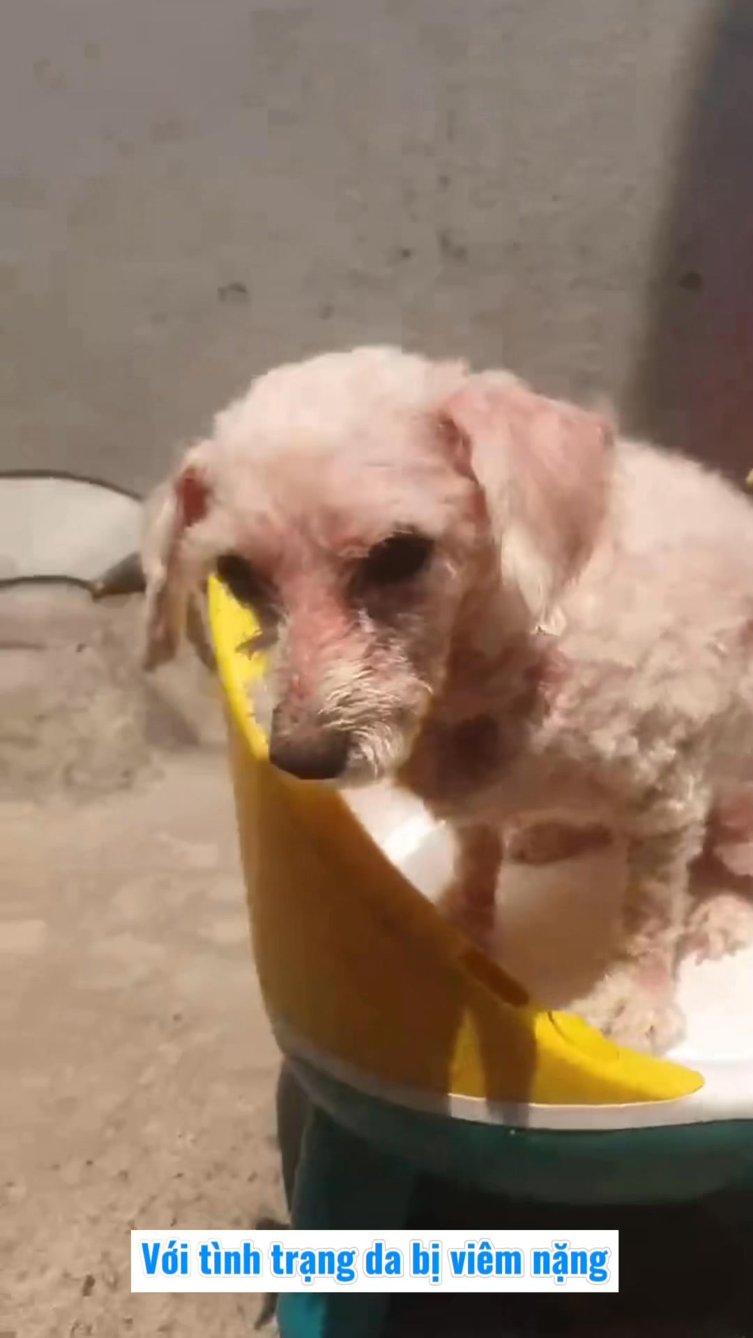 [🆕🇻🇳] KHA PET- tiệm bán thú cưng & Spa 309/2 Hải Phòng- Đà Nẵng. 🐶🦜 Top1Pets 🐱🐠 Ko có em bé xấu, chỉ có em bé chưa đến KhaPetSpa làm đẹp
, shares-0✔️ , likes-1❤️️ , date-2025-08-23 02:12:40🐶🐱🇻🇳🇻🇳🇻🇳📰🆕