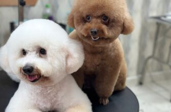 [🆕🇻🇳] Phòng khám thú y AMI PET Tân An 🐶🦜 Top1Pets 🐱🐠 Bờ mông quyến rũ không kém ai
“PHÒNG KHÁM THÚ Y AMI PET
CHẤT LƯỢNG TẠO NÊN THƯƠNG HIỆU”
——————————————–
Ở đây có:
Khám điều t , shares-0✔️ , likes-2❤️️ , date-2025-08-23 01:33:02🐶🐱🇻🇳🇻🇳🇻🇳📰🆕