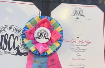 [🆕🇻🇳] Phòng Khám Thú Y Tuyến Chi 🐶🦜 Top1Pets 🐱🐠 Niềm vui mới của Bệnh viện Thú Y Tuyến Chi
Trong hành trình chăm sóc và làm đẹp cho các bé thú cưng, đội ngũ Grooming của Bệnh viện vừa vinh dự đạt giải bộ , shares-2✔️ , likes-11❤️️ , date-2025-08-25 01:10:14🐶🐱🇻🇳🇻🇳🇻🇳📰🆕