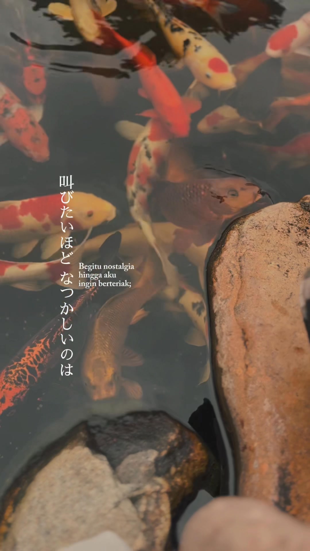 [🆕🇻🇳]  Tạp Hóa Cô Sương – chuyên mua bán các sản phầm quần áo, phụ kiện vintage dành cho bé 🧑‍🧒❤️️👶⭐️ ” Thị Trấn IYASHI ” , shares-0✔️ , likes-0❤️️ , date-2025-08-24 21:11:44🇻🇳🇻🇳🇻🇳📰🆕