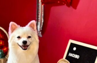 [🆕🇻🇳] Pet Shop Quận 10- Siêu Thị Thú Cưng Hachiko 459 Bà Hạt 🐶🦜 Top1Pets 🐱🐠  , shares-0✔️ , likes-0❤️️ , date-🐶🐱🇻🇳🇻🇳🇻🇳📰🆕