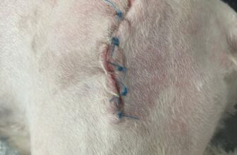 [🆕🇻🇳] Bệnh Viện Thú Y TropicPet Hà Đông 🐶🦜 Top1Pets 🐱🐠 CHĂM SÓC VẾT MỔ – BƯỚC QUAN TRỌNG SAU PHẪU THUẬTSau khi phẫu thuật thú cưng cần được chăm sóc vết thương cẩn thận để:
Tránh nhiễm trùng
Nhanh lành vết mổ , shares-0✔️ , likes-1❤️️ , date-2025-08-29 22:39:09🐶🐱🇻🇳🇻🇳🇻🇳📰🆕