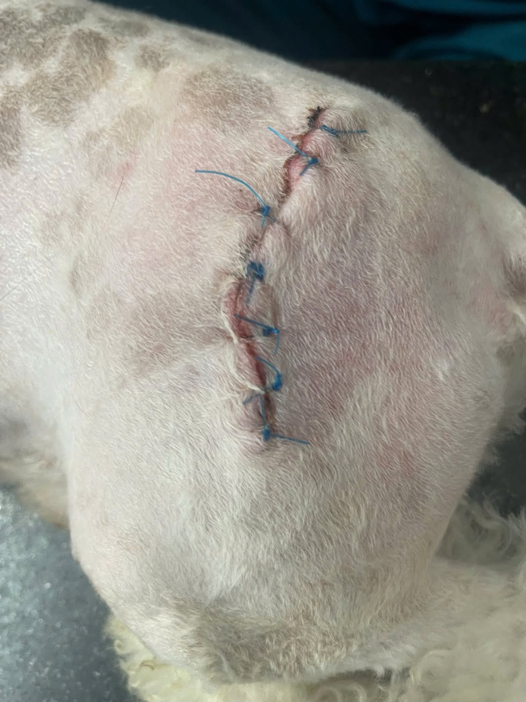 [🆕🇻🇳] Bệnh Viện Thú Y TropicPet Hà Đông 🐶🦜 Top1Pets 🐱🐠 CHĂM SÓC VẾT MỔ – BƯỚC QUAN TRỌNG SAU PHẪU THUẬTSau khi phẫu thuật thú cưng cần được chăm sóc vết thương cẩn thận để:
Tránh nhiễm trùng
Nhanh lành vết mổ , shares-0✔️ , likes-1❤️️ , date-2025-08-29 22:39:09🐶🐱🇻🇳🇻🇳🇻🇳📰🆕