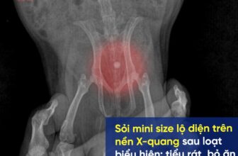 [🆕🇻🇳] Bệnh viện Thú-Y PETPRO 🐶🦜 Top1Pets 🐱🐠 SỎI BÉ TẸO NHƯ HẠT TIÊU, VẪN ĐỦ SỨC ĐẨY BỌ Ú LÊN TẬN BÀN MỔNgười nhà tinh ý nhận ra Trắng có dấu hiệu tiểu rắt, ăn ít và thường xuyên rên la – những tri , shares-0✔️ , likes-10❤️️ , date-2025-08-30 03:00:05🐶🐱🇻🇳🇻🇳🇻🇳📰🆕