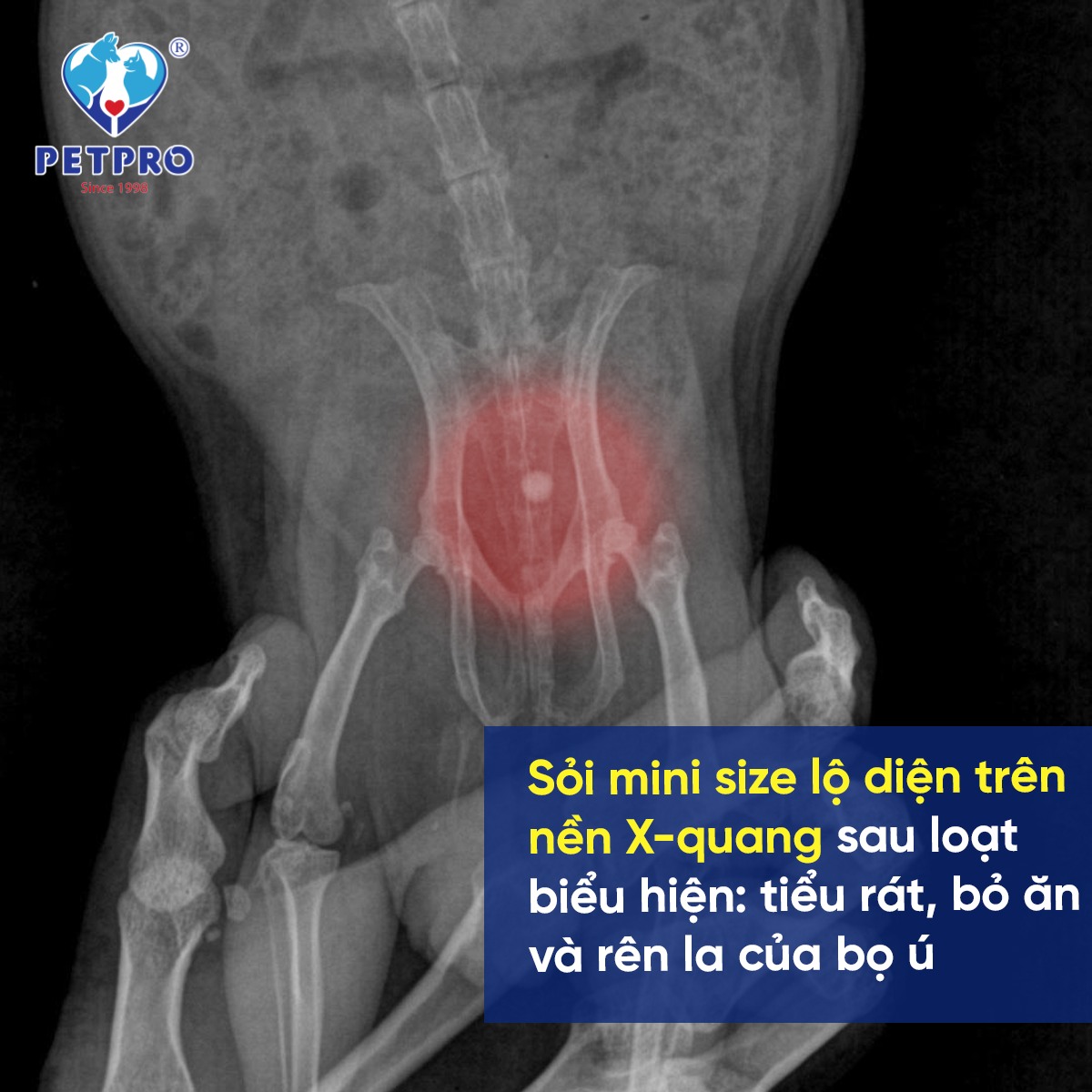 [🆕🇻🇳]  Đặng Lê – Mom & Baby Care – Bỉm, sữa, đồ ăn dặm, thời trang, đồ dùng, TPCN Mẹ bầu & Em bé 🧑‍🧒❤️️👶⭐️ Còn ít lốc sale rẻ #250k. Mua 3 lốc chỉ #700k
Mẹ bầu uống tăng cân thai nhi nhanh vùn vụt & mẹ sau sinh uống lại sức.
Ngày 1-2 chai đủ dinh dưỡng cả ngày  , shares-2✔️ , likes-5❤️️ , date-2025-08-30 02:45:15🇻🇳🇻🇳🇻🇳📰🆕