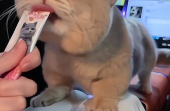 [🆕🇻🇳] URBAN PET SHOP 🐶🦜 Top1Pets 🐱🐠  , shares-0✔️ , likes-0❤️️ , date-🐶🐱🇻🇳🇻🇳🇻🇳📰🆕