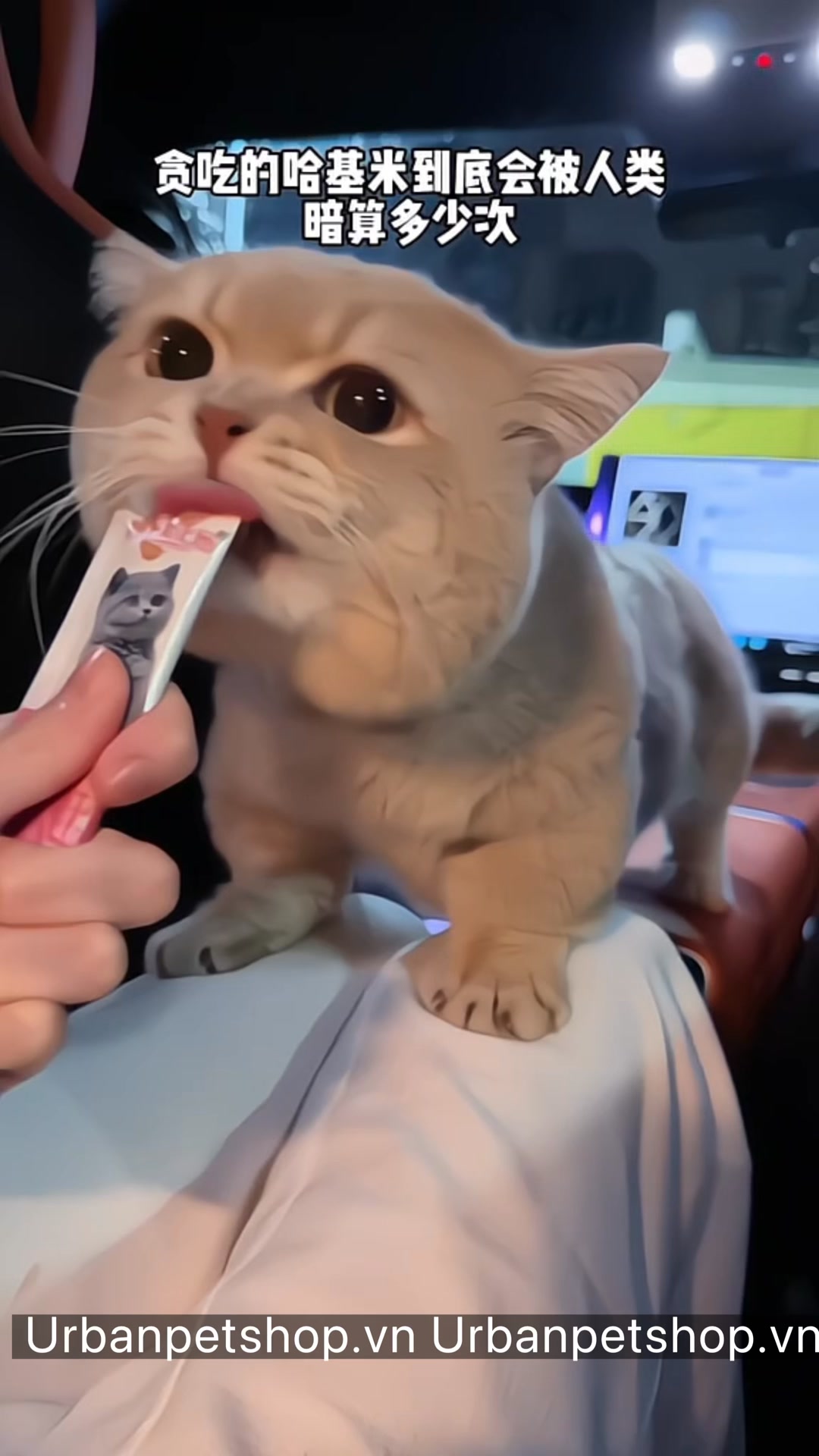 [🆕🇻🇳] Bệnh Viện thú y Nicepet 15 Hồng Tiến 🐶🦜 Top1Pets 🐱🐠  LIÊN MINH TOÀN DIỆN – KÝ SINH TAN BIẾN
Bảo vệ boss yêu khỏi ve, ghẻ, bọ chét và giun với NexGard Spectra & NexGard ComboQuà tặng hấp dẫn:
• Mua 1 vi , shares-0✔️ , likes-1❤️️ , date-2025-09-09 21:34:01🐶🐱🇻🇳🇻🇳🇻🇳📰🆕