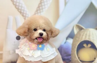 [🆕🇻🇳] Alo Pet – Mỹ Tho 🐶🦜 Top1Pets 🐱🐠 Ăn gì cũng được, cứ no là được..
Học gì cũng được, quyết tâm là được.., shares-2✔️ , likes-3❤️️ , date-2025-08-27 14:44:32🐶🐱🇻🇳🇻🇳🇻🇳📰🆕