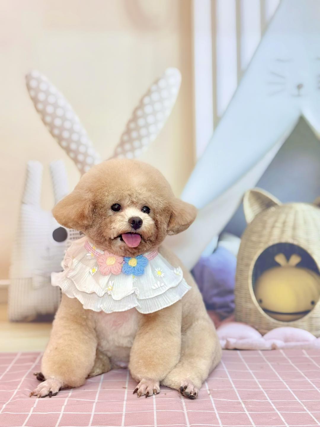 [🆕🇻🇳] Alo Pet – Mỹ Tho 🐶🦜 Top1Pets 🐱🐠 Ăn gì cũng được, cứ no là được..
Học gì cũng được, quyết tâm là được.., shares-2✔️ , likes-3❤️️ , date-2025-08-27 14:44:32🐶🐱🇻🇳🇻🇳🇻🇳📰🆕