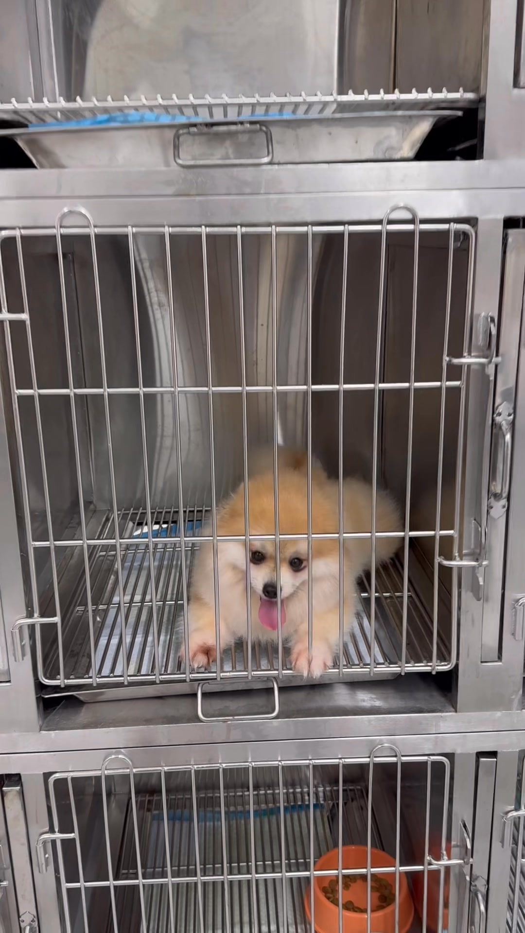 [🆕🇻🇳] RITDO PET – Spa Cắt Tỉa Lông Thú Cưng & Đào tạo Grooming Đà Nẵng 🐶🦜 Top1Pets 🐱🐠  Lễ này ba mẹ bận rộn, không tiện chăm sóc các bé chó mèo?
Gửi ngay thú cưng đến RITDO PET Lưu trú!Đội ngũ chuyên nghiệp, yêu thương thú cưng như chính , shares-0✔️ , likes-0❤️️ , date-2025-08-25 17:36:19🐶🐱🇻🇳🇻🇳🇻🇳📰🆕