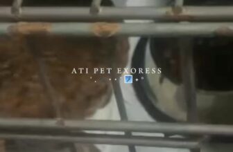 [🆕🇻🇳] Vận chuyển thú cưng toàn quốc ATI Pet Express 🐶🦜 Top1Pets 🐱🐠 Sắp 2/9 roài, sen đã lên kế hoạch đưa Boss về quê chưa? Ới Ati liền nhaaaa  #vanchuyenthucung #pet_move #vanchuyenmeo #vận_chuyển_chó_mèo #tauhoa , shares-0✔️ , likes-0❤️️ , date-2025-08-29 17:05:01🐶🐱🇻🇳🇻🇳🇻🇳📰🆕