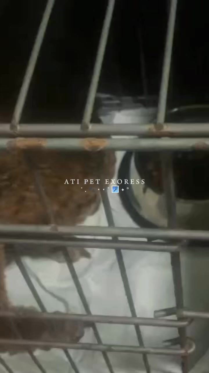 [🆕🇻🇳] Vận chuyển thú cưng toàn quốc ATI Pet Express 🐶🦜 Top1Pets 🐱🐠 Sắp 2/9 roài, sen đã lên kế hoạch đưa Boss về quê chưa? Ới Ati liền nhaaaa  #vanchuyenthucung #pet_move #vanchuyenmeo #vận_chuyển_chó_mèo #tauhoa , shares-0✔️ , likes-0❤️️ , date-2025-08-29 17:05:01🐶🐱🇻🇳🇻🇳🇻🇳📰🆕