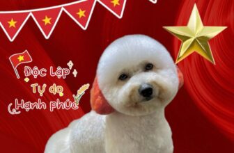 [🆕🇻🇳] Đảo Thú Cưng – Pet Spa 161 Nguyễn Văn Khối, p11, Gò Vấp 🐶🦜 Top1Pets 🐱🐠 𝐓𝐔̛̣ 𝐇𝐀̀𝐎 𝐕𝐈𝐄̣̂𝐓 𝐍𝐀𝐌 – 𝐁𝐎𝐒𝐒 Đ𝐄̣𝐏 𝐇𝐄̂́𝐓 𝐘́!
Đảo Thú Cưng hân hạnh đồng hành cùng những người bạn bốn chân trong dịp lễ đặc biệt này. Với dịch vụ spa chuyên  , shares-0✔️ , likes-2❤️️ , date-2025-08-26 16:00:02🐶🐱🇻🇳🇻🇳🇻🇳📰🆕