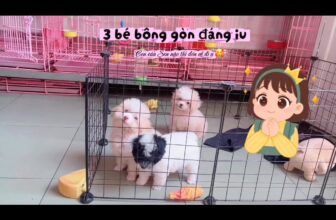 [🆕🇻🇳] Poodle Sky 🐶🦜 Top1Pets 🐱🐠 Cục cưng dễ thương #poodle #poodlesky , shares-0✔️ , likes-0❤️️ , date-2025-08-25 16:57:05🐶🐱🇻🇳🇻🇳🇻🇳📰🆕