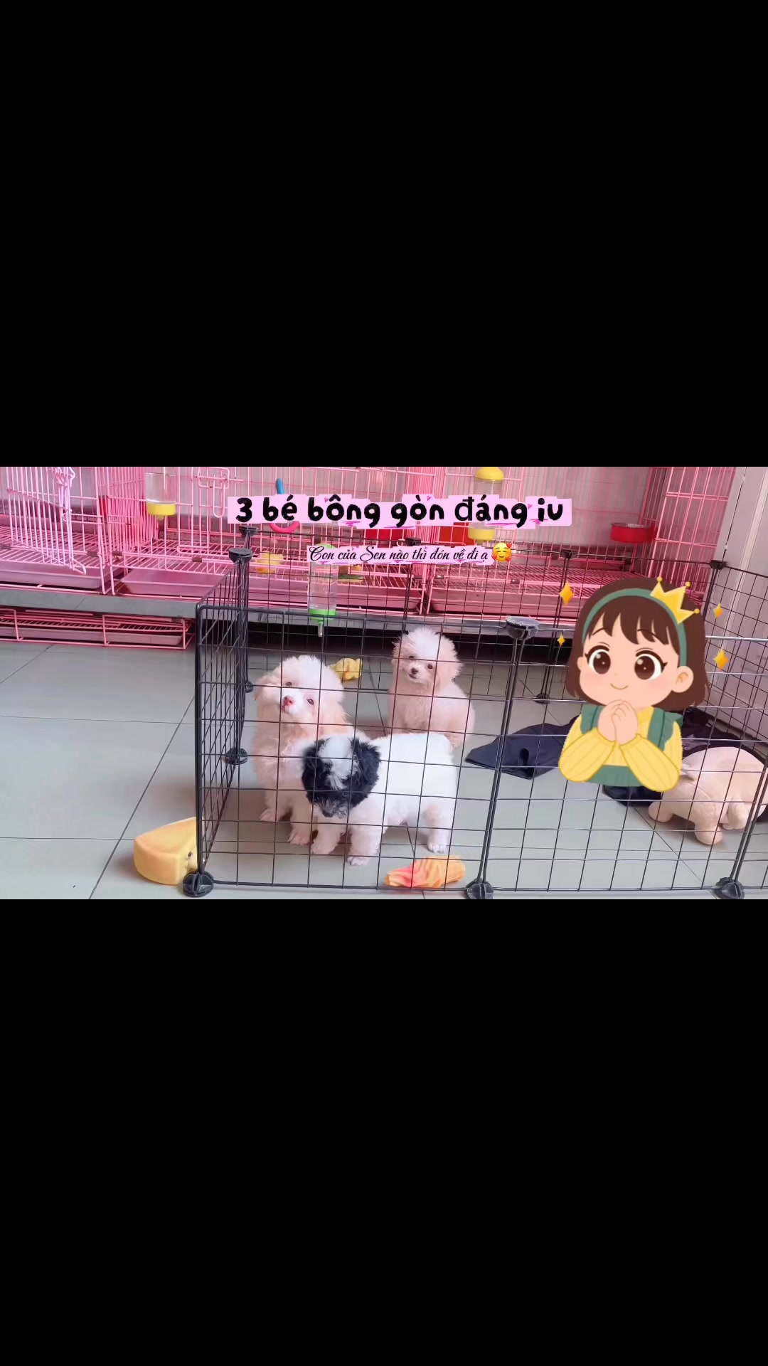 [🆕🇻🇳] Poodle Sky 🐶🦜 Top1Pets 🐱🐠 Cục cưng dễ thương #poodle #poodlesky , shares-0✔️ , likes-0❤️️ , date-2025-08-25 16:57:05🐶🐱🇻🇳🇻🇳🇻🇳📰🆕