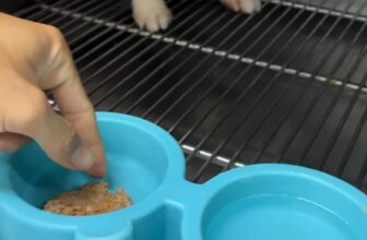 [🆕🇻🇳] Bệnh Viện Thú Y TH Vet Hospital 🐶🦜 Top1Pets 🐱🐠  Có những “em bé bốn chân” đáng yêu đến lạ…
Chú chó nhỏ này đang điều trị tại THvet, dù rất thèm ăn nhưng lại cứ lắc lư, ngó nghiêng rồi chờ… phải có bác s , shares-0✔️ , likes-0❤️️ , date-2025-08-28 07:55:06🐶🐱🇻🇳🇻🇳🇻🇳📰🆕