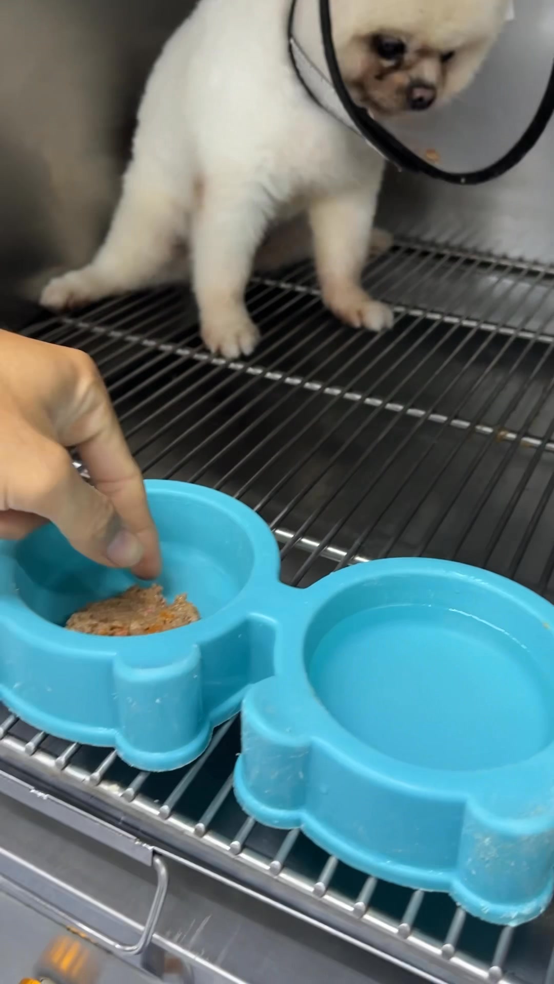 [🆕🇻🇳] Bệnh Viện Thú Y TH Vet Hospital 🐶🦜 Top1Pets 🐱🐠  Có những “em bé bốn chân” đáng yêu đến lạ…
Chú chó nhỏ này đang điều trị tại THvet, dù rất thèm ăn nhưng lại cứ lắc lư, ngó nghiêng rồi chờ… phải có bác s , shares-0✔️ , likes-0❤️️ , date-2025-08-28 07:55:06🐶🐱🇻🇳🇻🇳🇻🇳📰🆕