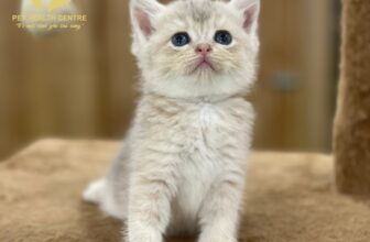 [🆕🇻🇳] Bệnh Viện Thú Y Pet Health Centre Long Khánh 🐶🦜 Top1Pets 🐱🐠  Làm gì trong dịp lễ này?!
Đặt phòng Hotel cho bé cưng ngay hôm nay!Lễ này gia đình bạn đi du lịch
Bạn đang trăn trở không biết Boss, Hoàng Thượng ở nhà , shares-0✔️ , likes-0❤️️ , date-2025-08-31 23:26:41🐶🐱🇻🇳🇻🇳🇻🇳📰🆕