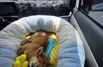 [🆕🇻🇳] An Nam Kennel – Shiba House – ngôi nhà nhân giống Shiba Inu thuần chủng uy tín với tổng đàn shiba lớn nhất miền Nam 🐶🦜 Top1Pets 🐱🐠 Còn gì đã hơnHành trình theo chân em Đà Lạt về SG.#annamkennel #shiba #shibapuppy
, shares-0✔️ , likes-7❤️️ , date-2025-08-27 01:06:31🐶🐱🇻🇳🇻🇳🇻🇳📰🆕