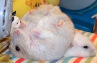 [🆕🇻🇳] Hamster Kingdom Thủ Đức 🐶🦜 Top1Pets 🐱🐠 người ta nói, kệ mình nhắm mắt iu lun !!!
————————————-
Ủng hộ Hamster KingDom
Mở cửa: 8h30 – 21h00
𝐇𝐚𝐦𝐬𝐭𝐞𝐫 𝐊𝐢𝐧𝐠𝐝𝐨𝐦 𝐁𝐢̀𝐧𝐡 𝐓𝐡𝐚̣𝐧𝐡
𝑃ℎ , shares-0✔️ , likes-0❤️️ , date-2025-09-04 03:00:15🐶🐱🇻🇳🇻🇳🇻🇳📰🆕